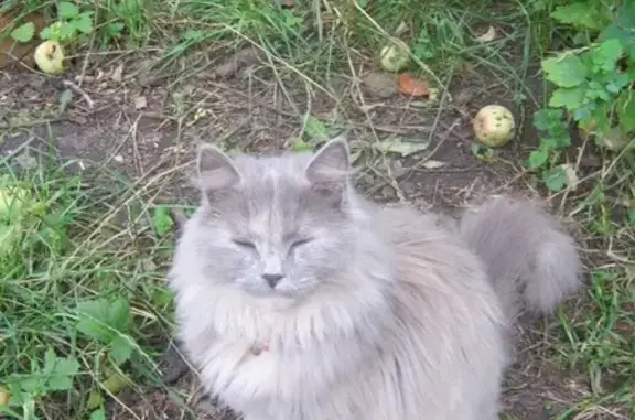 Пропала кошка в Богородицке, Тульская область