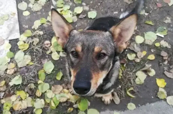 Найдена игривая собака на ул. Щорса, Краснодар