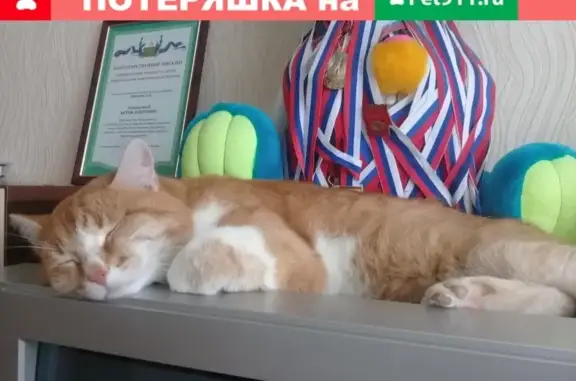 Кошки потеряшки, село Мурзицы, фото: Потеряшка кот Тимофей на улице Гагарина, Кулебаки