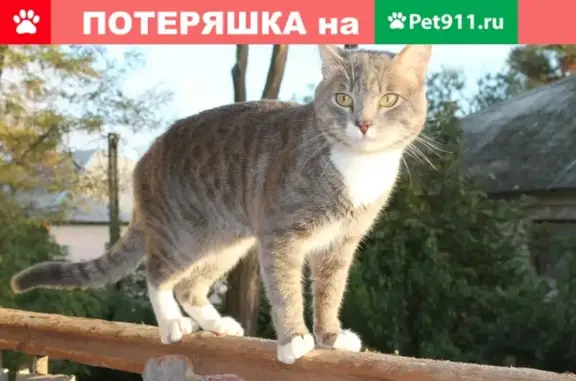 Пропал домашний кот Саймон, район остановки Луч (назаренко/голощапова), Керчь.