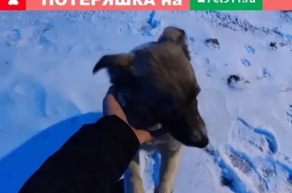 Найдена собака в Оренбурге, без опознавательных знаков.