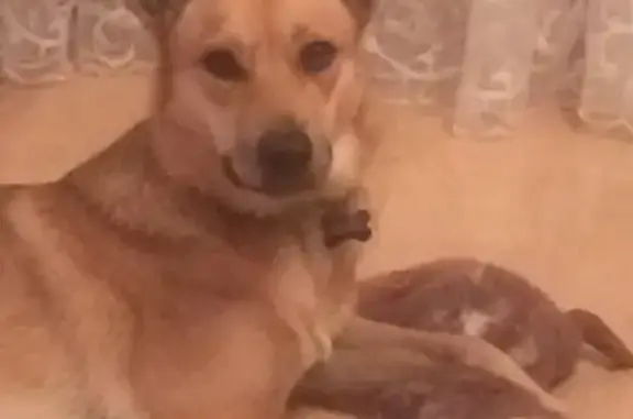 Пропала собака в Красноармейске, вознаграждение за находку!