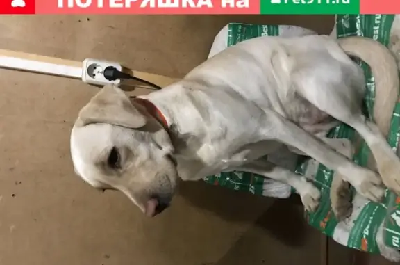 Найдена собака в Еремино, Московская обл.