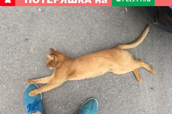 Пропал Абиссинский кот Бася в Ярославле