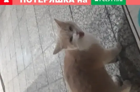 Найден рыжий кот на ул. Молодёжной, 28А в Новороссийске
