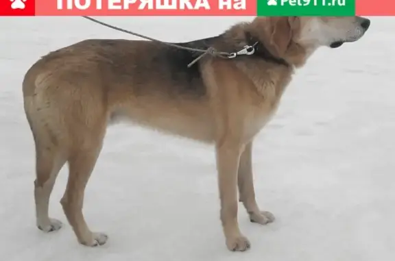 Пропала собака в Ивановской обл., вознаграждение