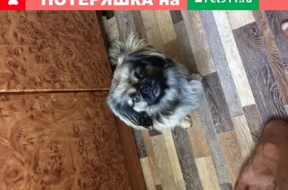 Пропала собака в Рязанской области, вознаграждение!