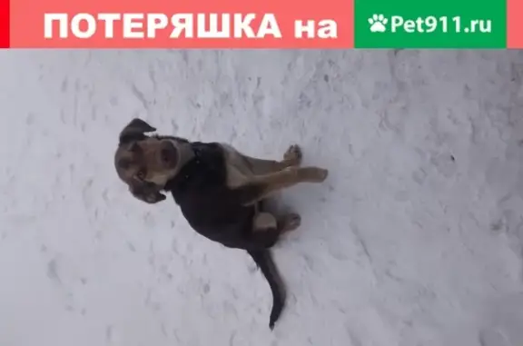 Найдена собака на промзоне в Новочебоксарске