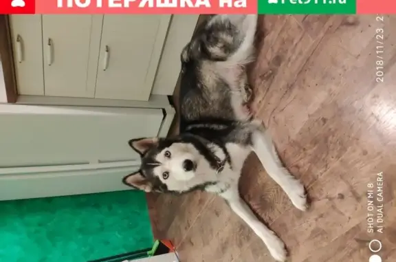 Найдена хаски с щенками в Горбунках, Ленинградская область