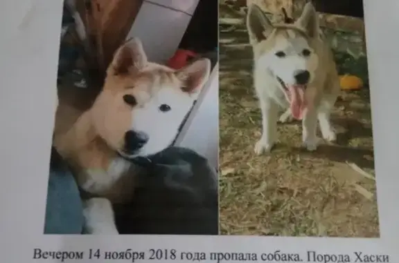 Пропала собака Хэнк в Чеховском районе, Крюково.