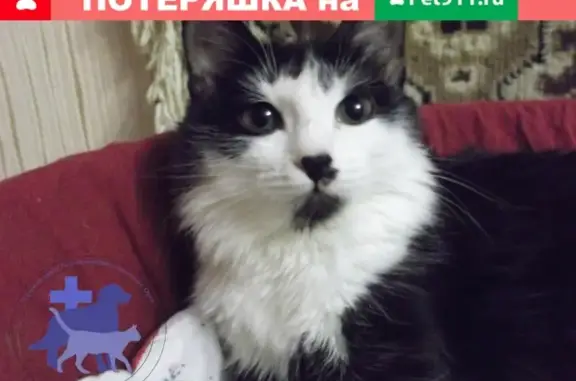 Пропала кошка Муся, Орск, Новосибирская ул., 33.
