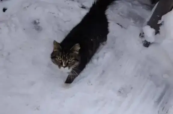 Найдена взрослая кошка в Томске