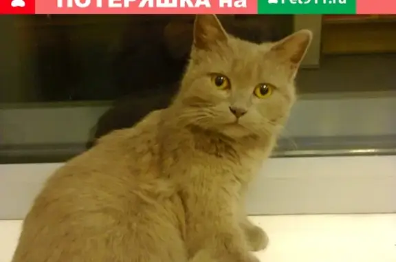 Найдена кошка на ул. Ю. Павлова, ищем хозяев