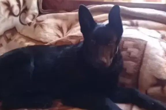 Потерянные животные Суворовская, фото: Пропала собака на Октябрьской, Ставропольский край