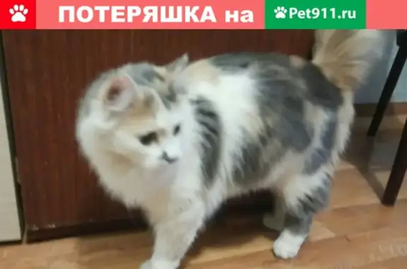 Найдена кошка на Вильского 28 в Красноярске
