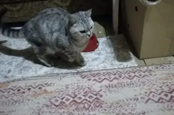 Найден кот в Дзержинске, ищем новых хозяев