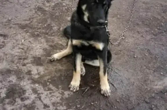 Пропал пёс Дизель в Нижнекамске