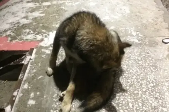 Пропала собака на Комсомольском