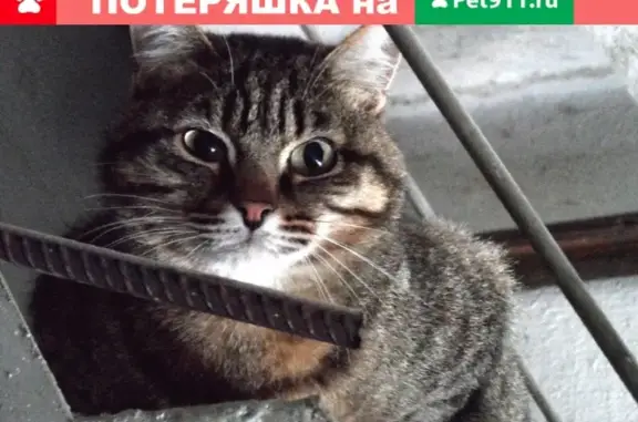Найдена кошка на ул. Красина, Пионерский район