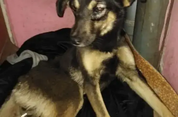 Собака SOS нуждается в помощи в Южно-Сахалинске