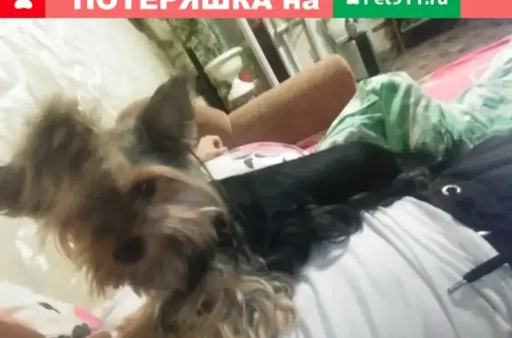 Пропала собака в Нижнем Новгороде, Нева, Йоркширский терьер
