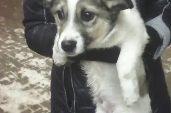 Найдена собака в Пугачёве!