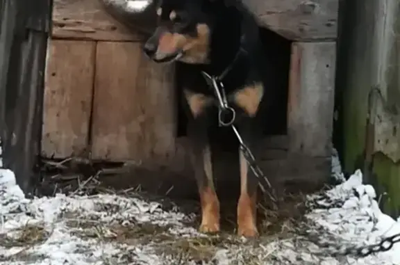 Пропала собака Шарик в Аше, Челябинская обл.