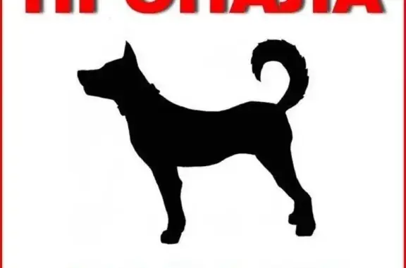 Пропала собака в Торжоке. РОЗЫСК!