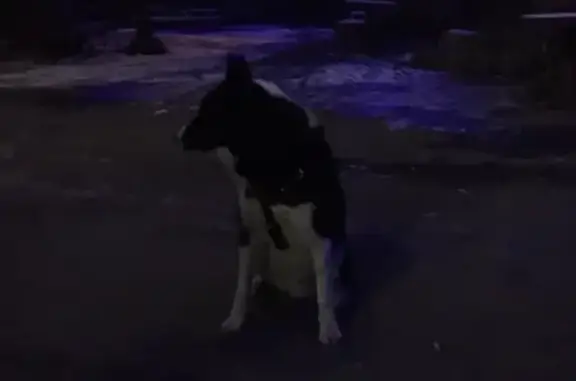 Найдена собака возле комплекса 