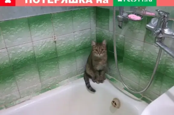 Пропала кошка Сима в районе Шверника, Челябинская область