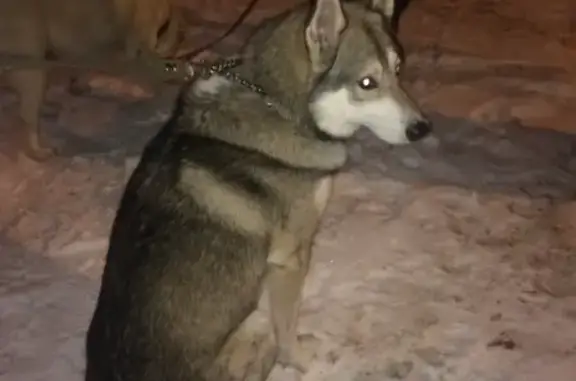 Найдена собака на ул. Пушкина в Советском районе