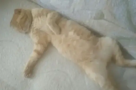 Пропала кошка Бося в Жигулёвске, Самарская область