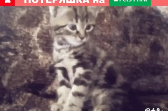 Пропала кошка по ул. Михайлова, возраст 4 мес., мраморный окрас. Оплата за находку.