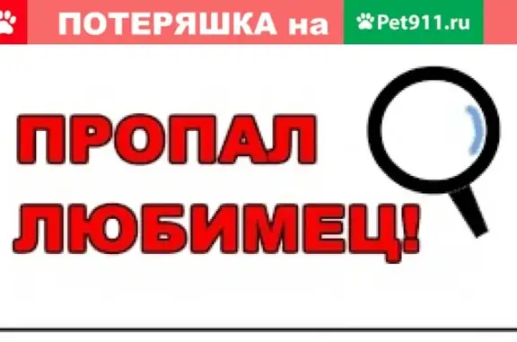 Кошки потеряшки, Набережные Челны, фото: Потеряшка кошка в Набережных Челнах, вознаграждение гарантировано!