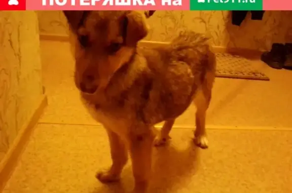 Найден щенок-девочка в Пермском крае