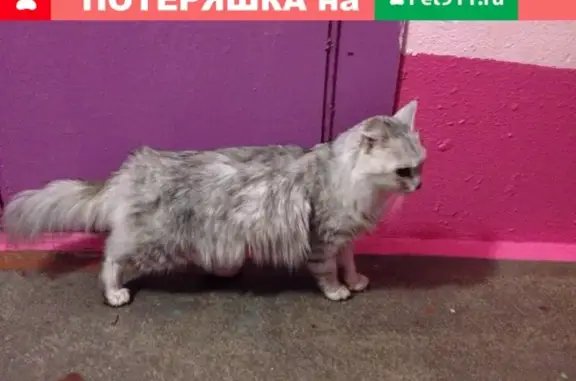 Найдена кошка в Новобайдаевке, Шахтеров 9