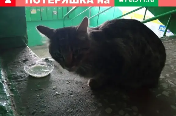 Найдена кошка на ул. Лескова, Октябрьский район, Новосибирск
