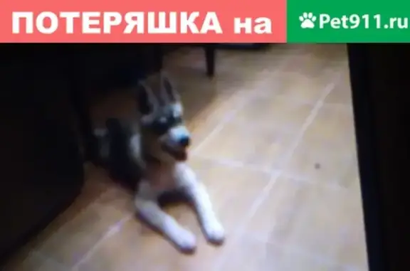 Пропала собака в Симферополе, район Бородина, Скалистый проезд, 29