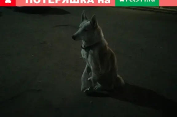 Пропала собака на Шотмана 7 в Петрозаводске, Карелия