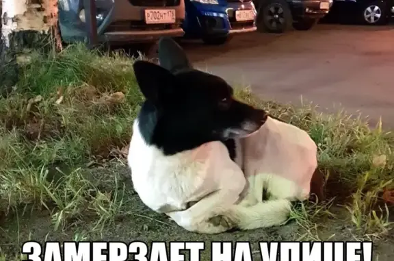 Найдена собака в СПб, М. Академическая