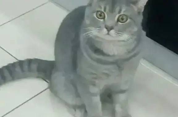 Пропала кошка в Нарьян-Маре