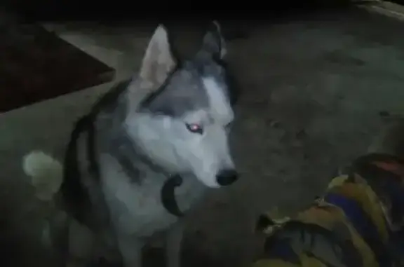 Пропала собака хаски в Апшеронске