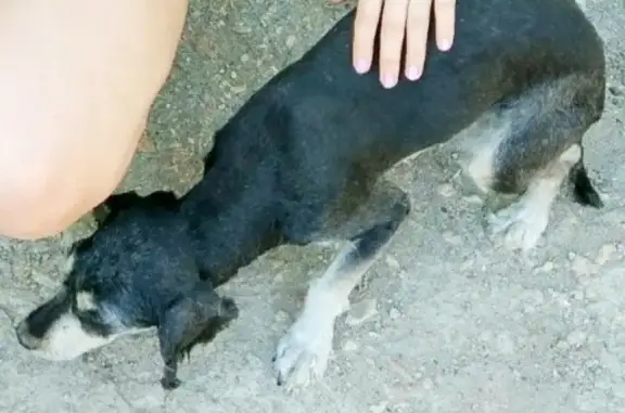 Пропала собака в Евпатории на улицах Казаса и Фрунзе