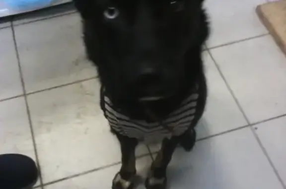 Собака найдена возле магазина в Ярославле