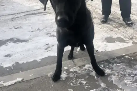 Найдена собака в Шелехове, срочно нужен хозяин!