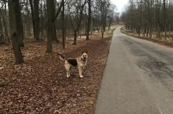 Найдена собака в СПб с ошейником