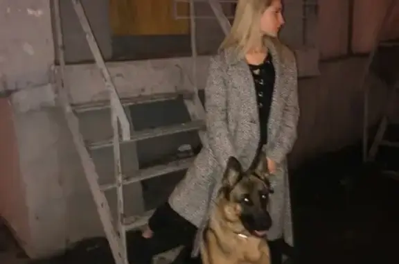 Пропала собака в Новогиреево, вознаграждение!