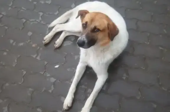 Пропала собака в Новосибирске, возможно нашли новых хозяев в Мошковском районе.