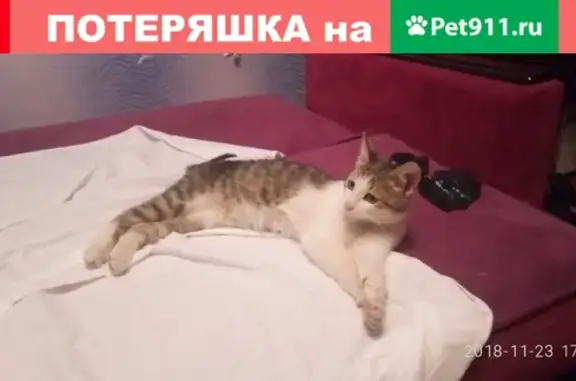 Найден котенок на Киевского 7, ищем хозяев
