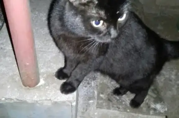 Найдена кошка на улице Пушкина в Кирове